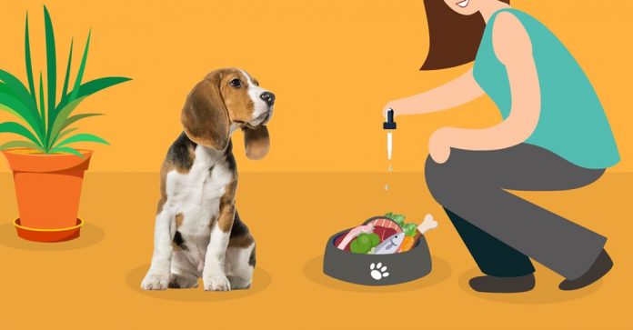 Can Dog Breeds Benefit From CBD Oil Can Dog Breeds Benefit From CBD Oil