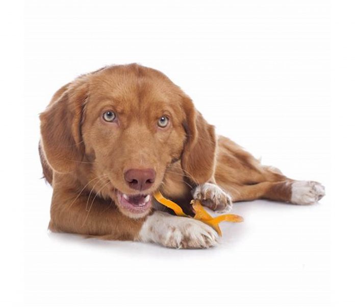 Promoting the Use and Benefits of CBD Oil for Dogs