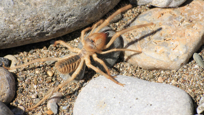 Ten Legs Eight Broken Spider poem on TikTok has left everyone sobbing