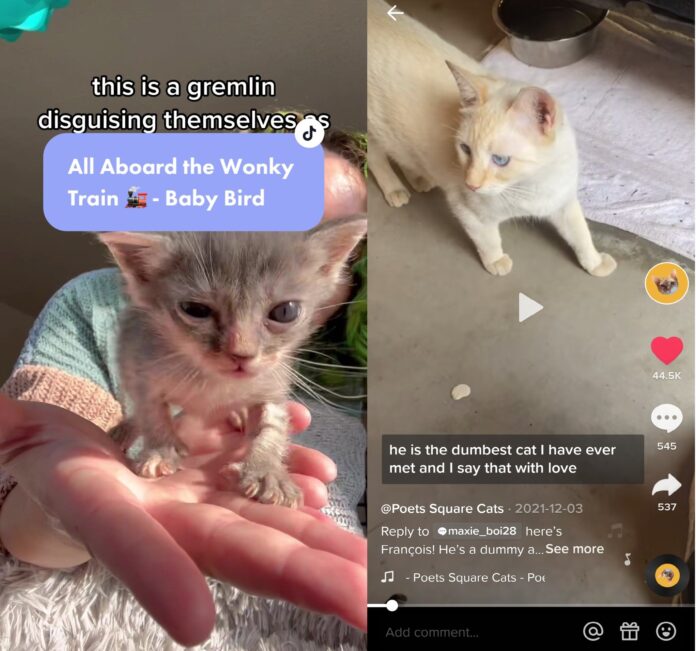 RIP to TikTok’s most famous cats, Sad Boy and Baby Bird